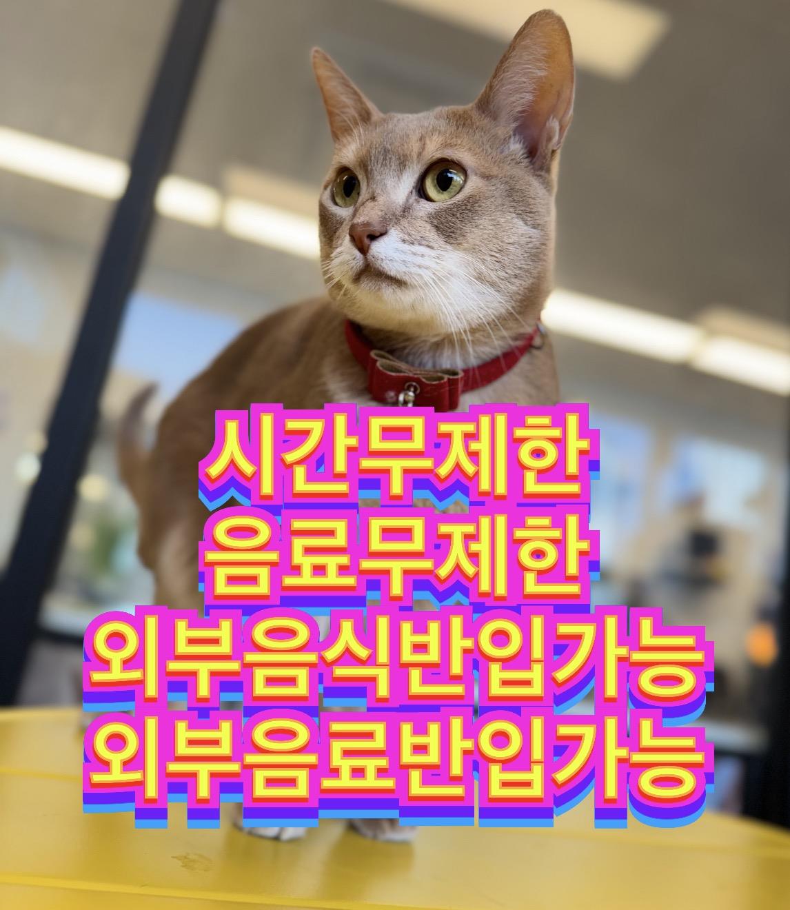 고양이 친구