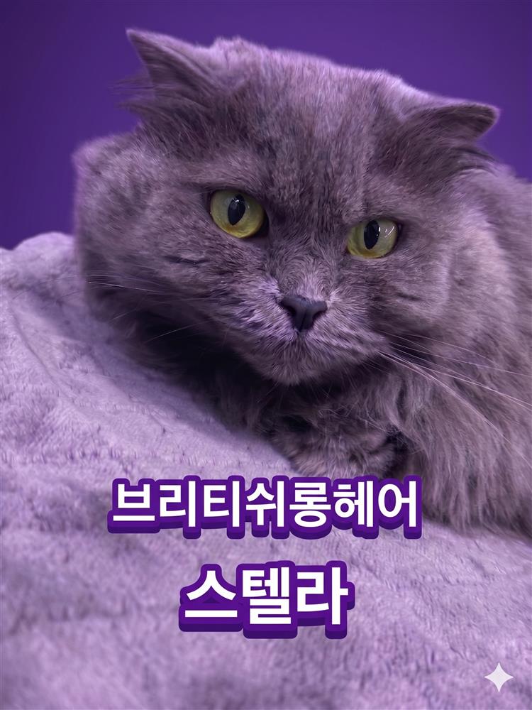 스텔라