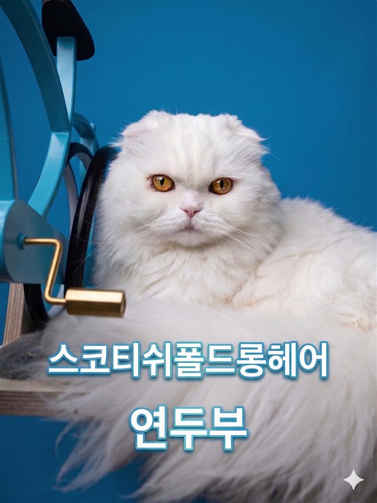 연두부