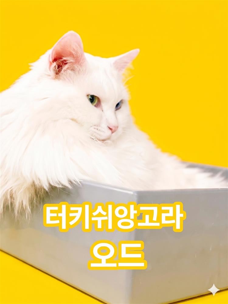 오드