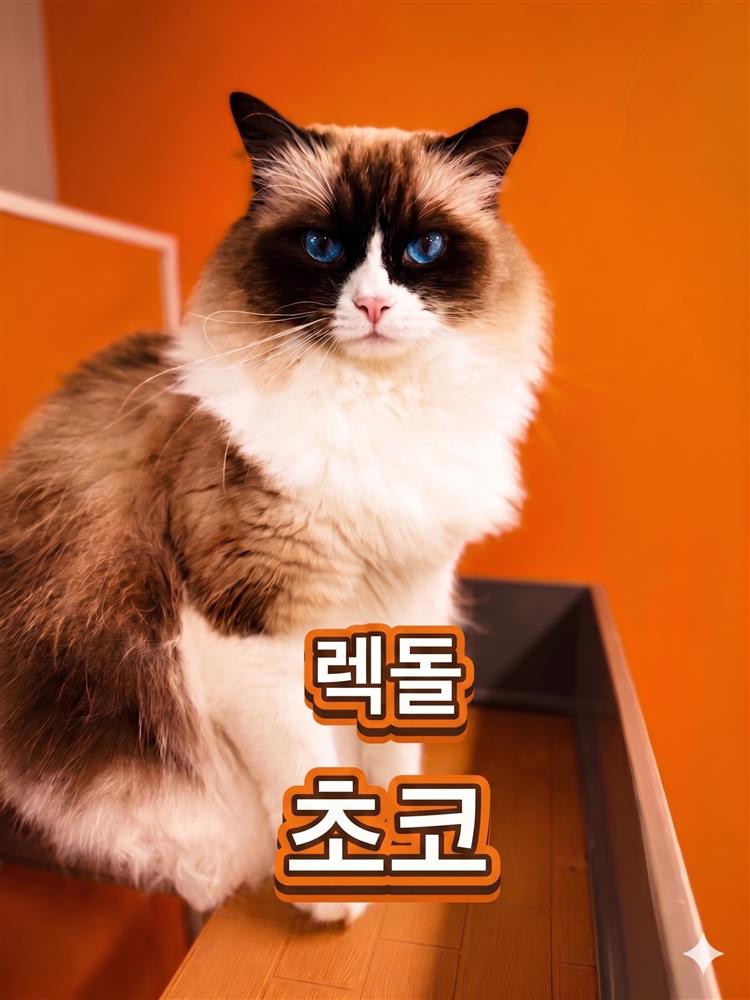 초코