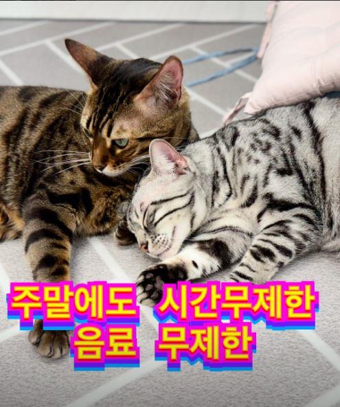 금초와 은초 고양이