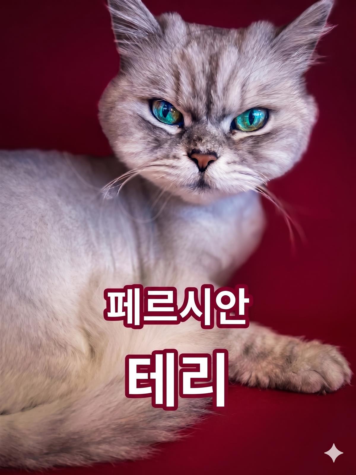 페르시안 고양이
